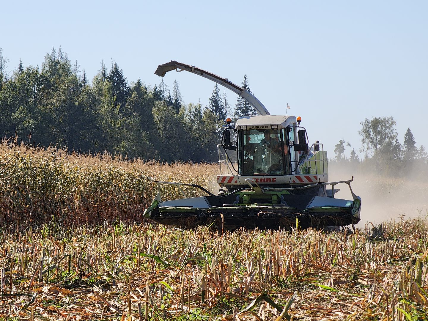 сельское хозяйство, руза, рузское молоко, сбор урожая, рузский городской округ, агрохолдинг рузское молоко, кукуруза,