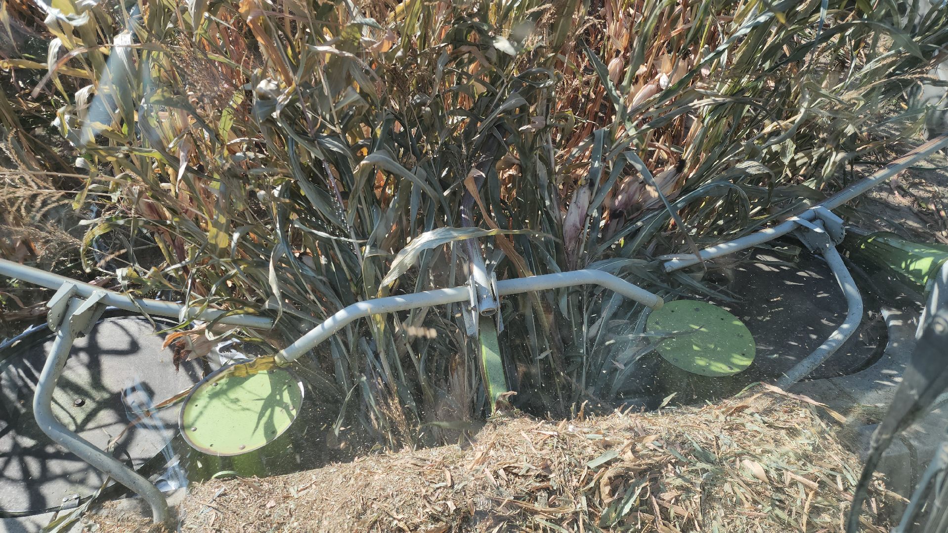 сельское хозяйство, руза, рузское молоко, сбор урожая, рузский городской округ, агрохолдинг рузское молоко, кукуруза,