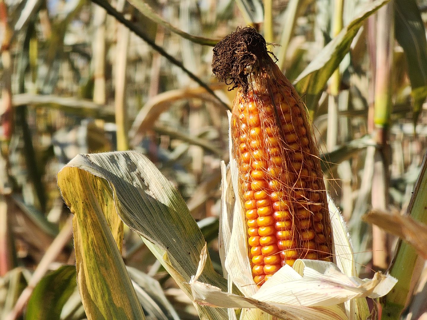 сельское хозяйство, руза, рузское молоко, сбор урожая, рузский городской округ, агрохолдинг рузское молоко, кукуруза,