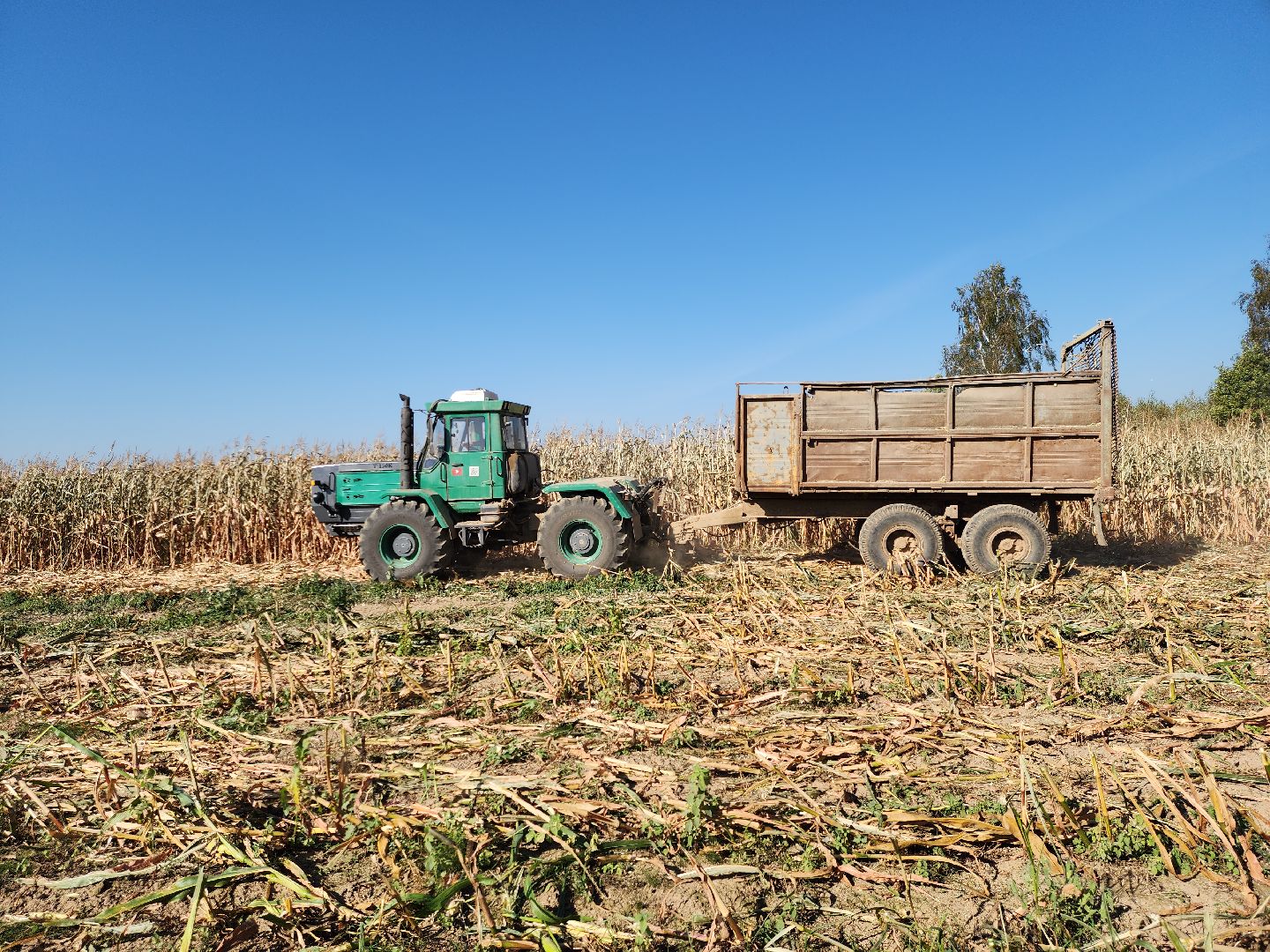 сельское хозяйство, руза, рузское молоко, сбор урожая, рузский городской округ, агрохолдинг рузское молоко, кукуруза,