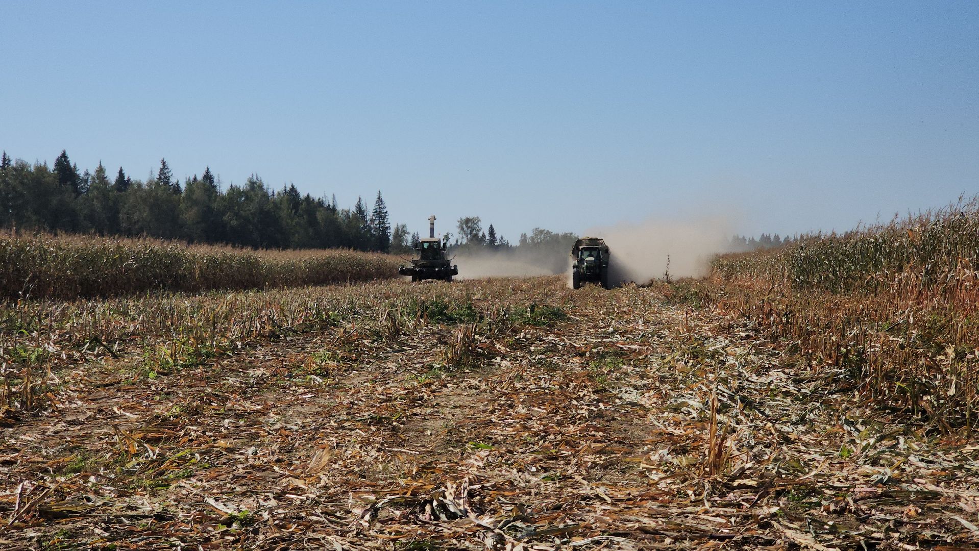 сельское хозяйство, руза, рузское молоко, сбор урожая, рузский городской округ, агрохолдинг рузское молоко, кукуруза,