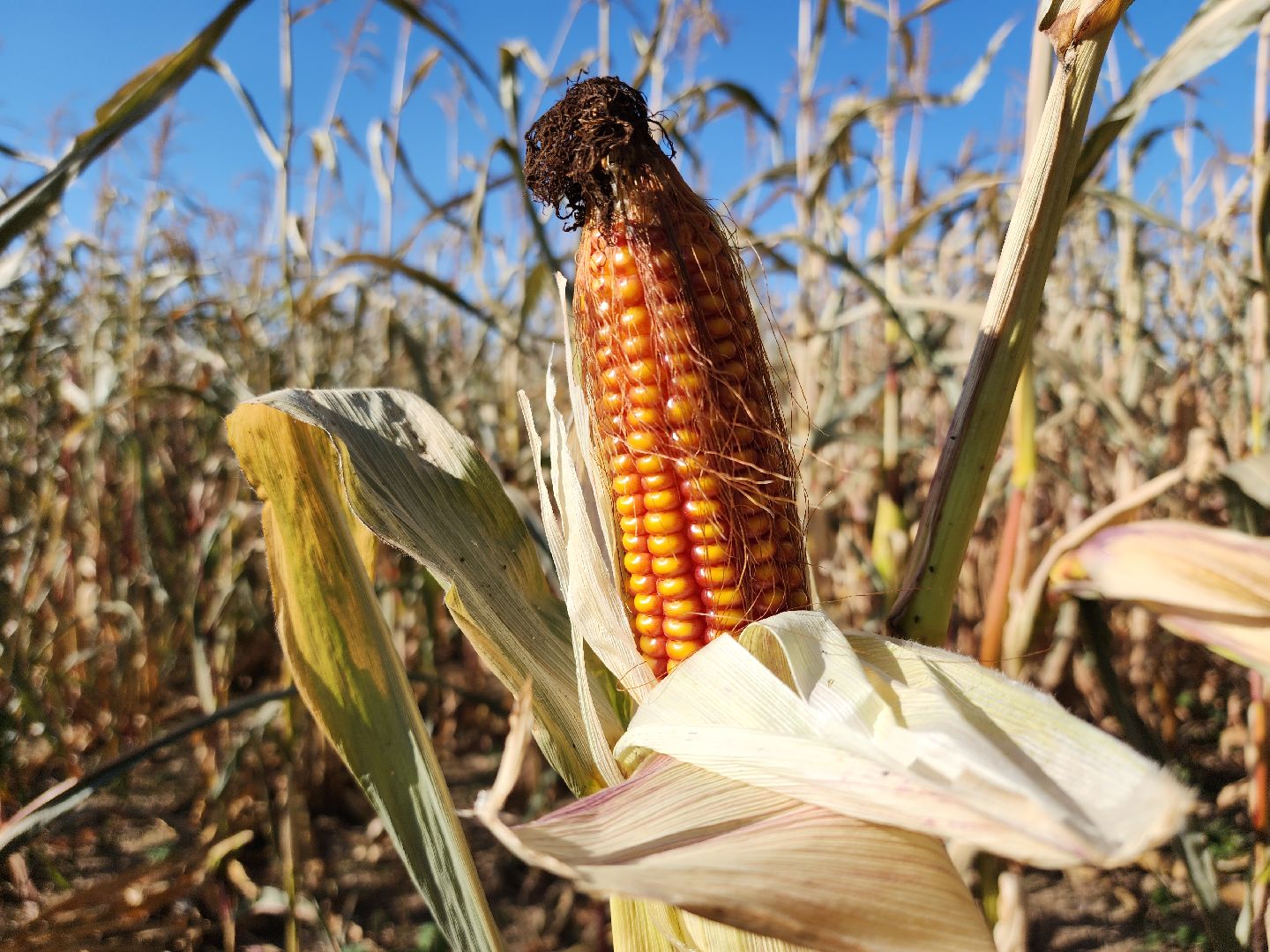 сельское хозяйство, руза, рузское молоко, сбор урожая, рузский городской округ, агрохолдинг рузское молоко, кукуруза,