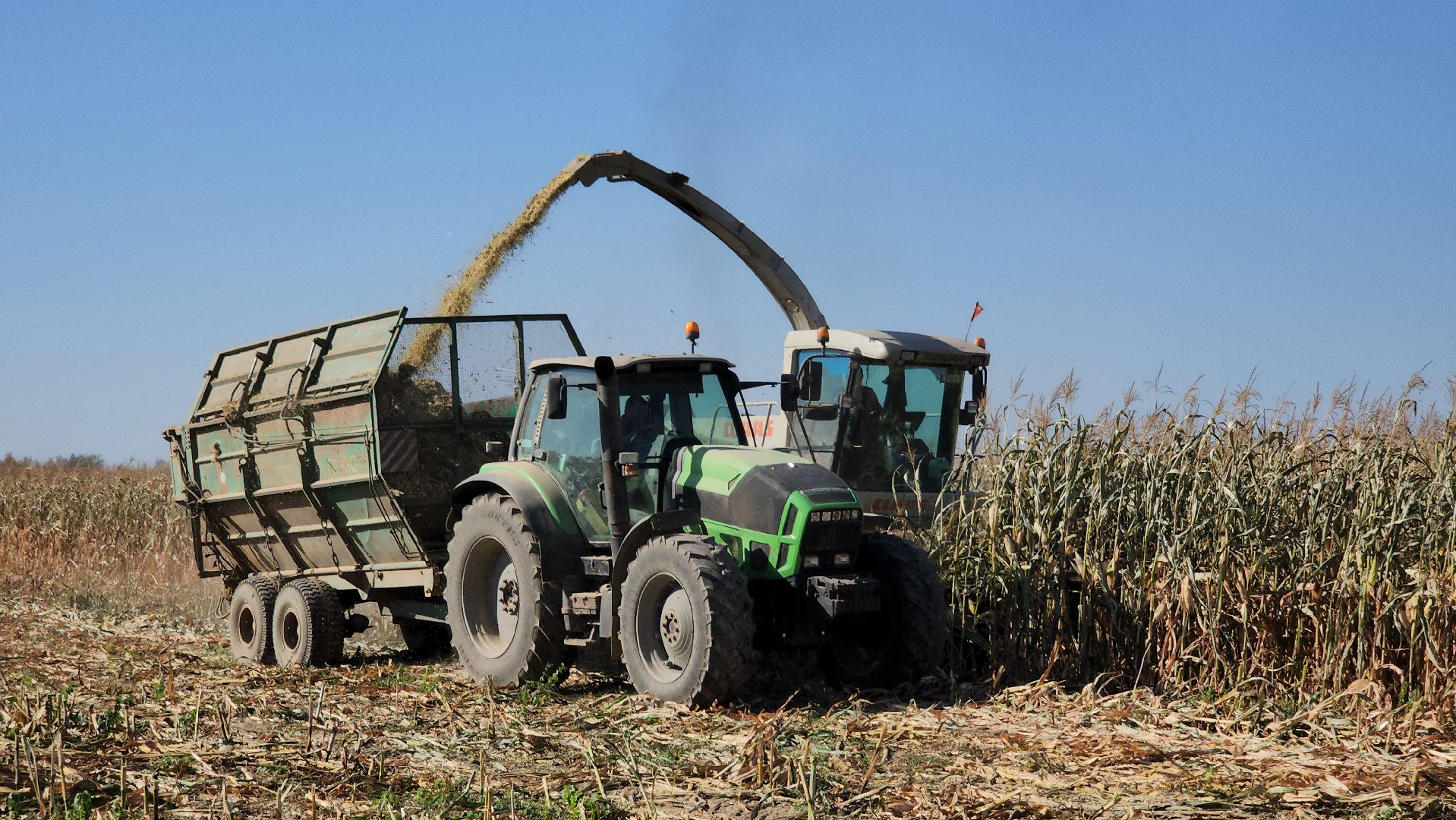 сельское хозяйство, руза, рузское молоко, сбор урожая, рузский городской округ, агрохолдинг рузское молоко, кукуруза,