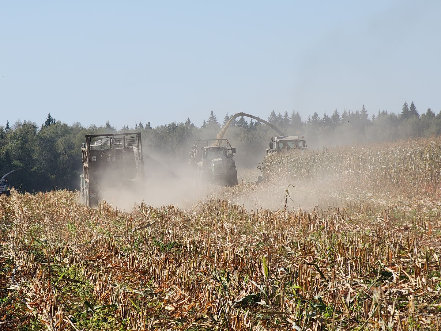 сельское хозяйство, руза, рузское молоко, сбор урожая, рузский городской округ, агрохолдинг рузское молоко, кукуруза,