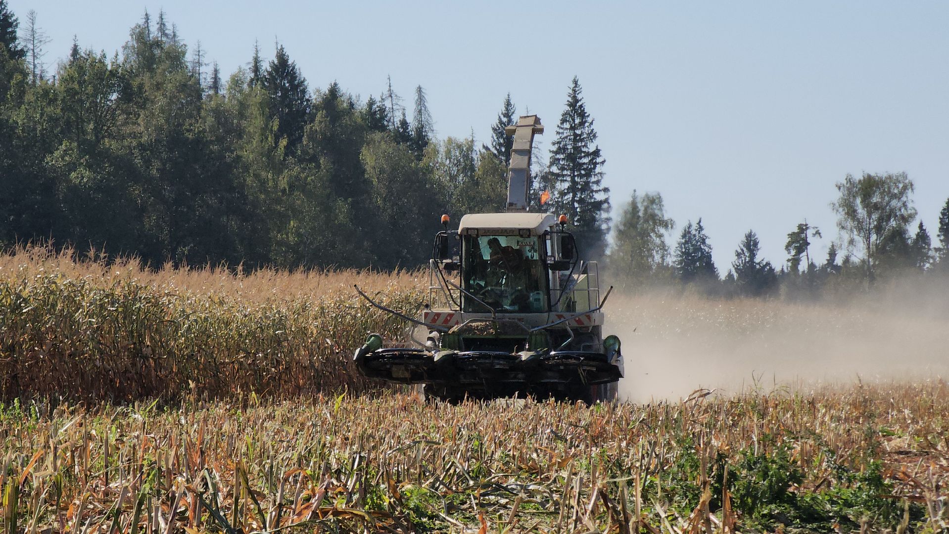 сельское хозяйство, руза, рузское молоко, сбор урожая, рузский городской округ, агрохолдинг рузское молоко, кукуруза,