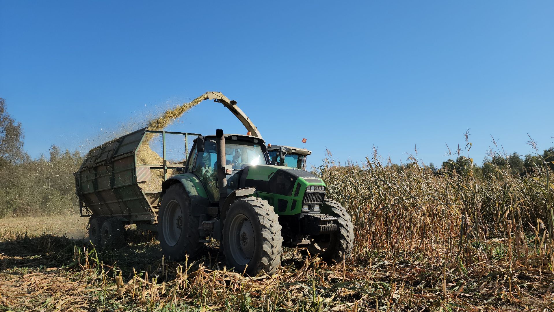 сельское хозяйство, руза, рузское молоко, сбор урожая, рузский городской округ, агрохолдинг рузское молоко, кукуруза,