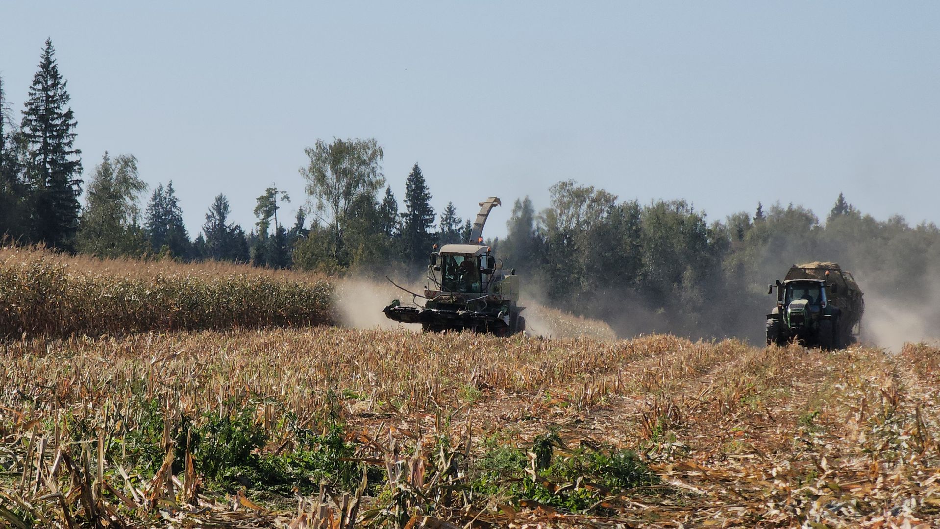 сельское хозяйство, руза, рузское молоко, сбор урожая, рузский городской округ, агрохолдинг рузское молоко, кукуруза,