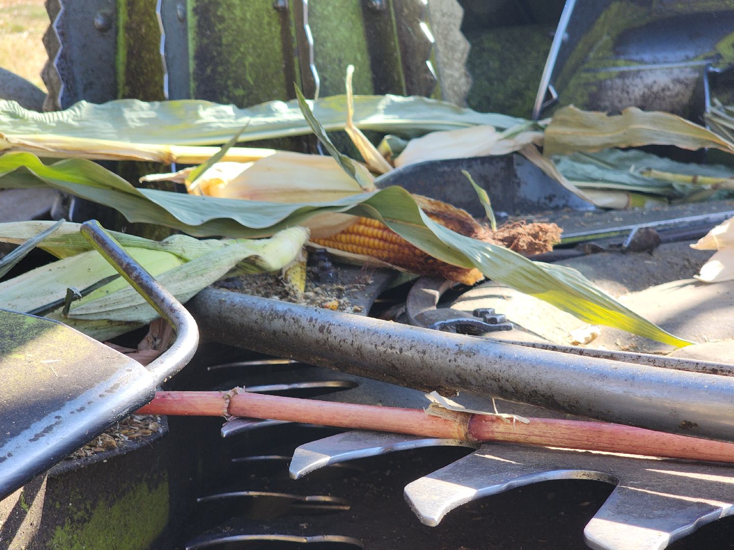 сельское хозяйство, руза, рузское молоко, сбор урожая, рузский городской округ, агрохолдинг рузское молоко, кукуруза,