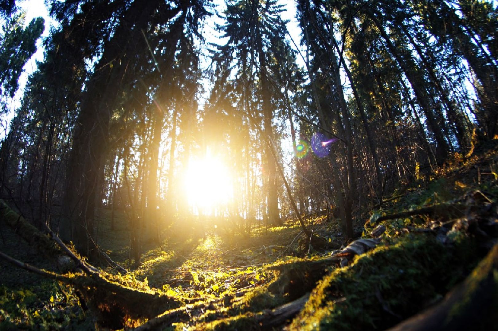 Сергиев Посад, Сергиево-Посадский городской округ, Благоустройство, Парки в лесу, Лесопарк, Загорское море, Зона отдыха, Пляж, Озеро