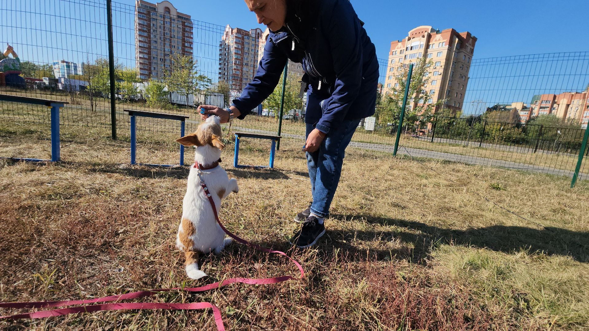 площадка для выгула собак, Долгопрудный, благоустройство,