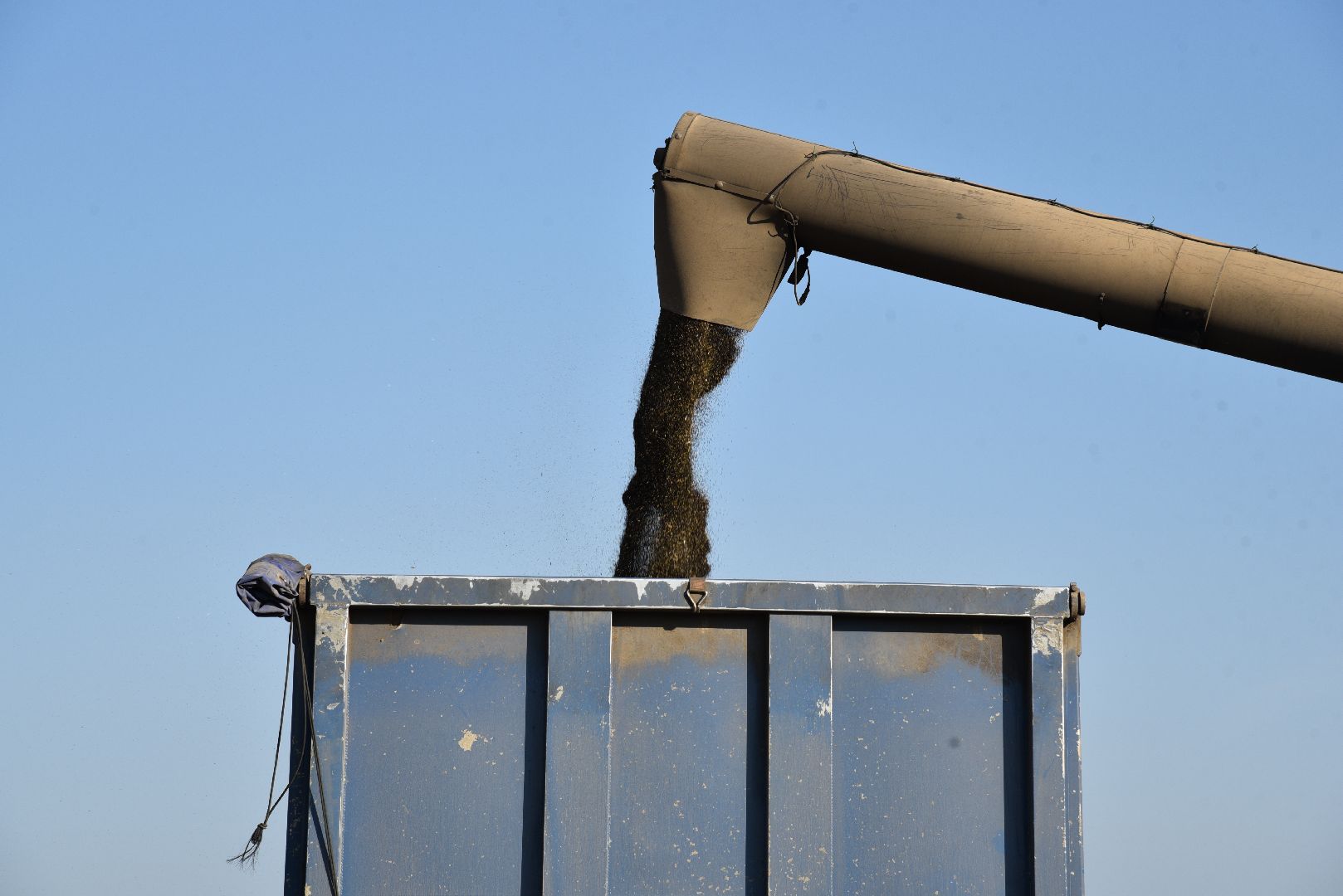 лотошино, сельское хозяйство, урожай, уборка урожая,