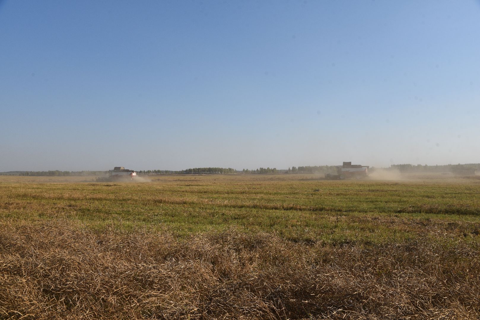 лотошино, сельское хозяйство, урожай, уборка урожая,