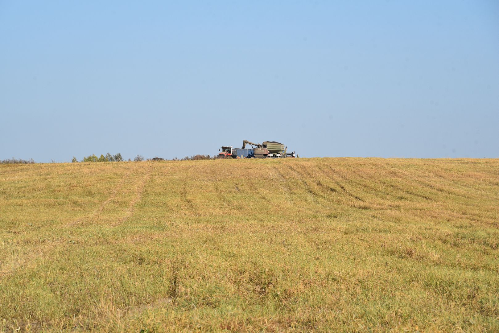 лотошино, сельское хозяйство, урожай, уборка урожая,