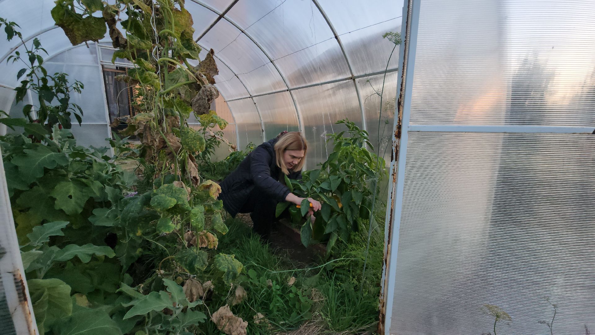 Павловский Посад, Городской округ Павловский Посад, Овощи, Перец, Рекорд, Жители,