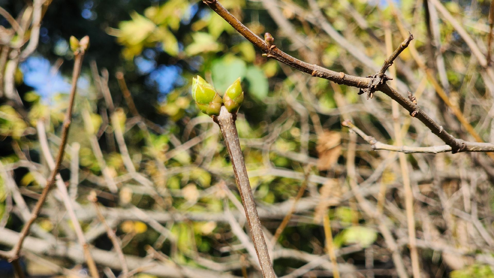 аномалия, сирень зацвела,