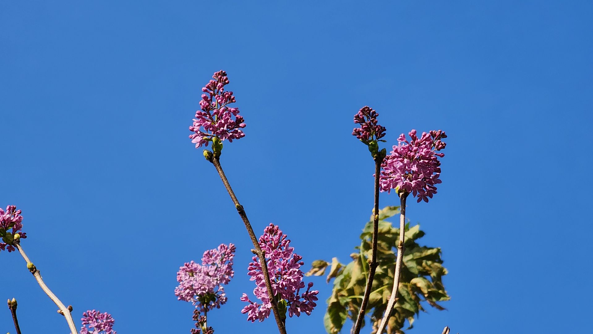 аномалия, сирень зацвела,