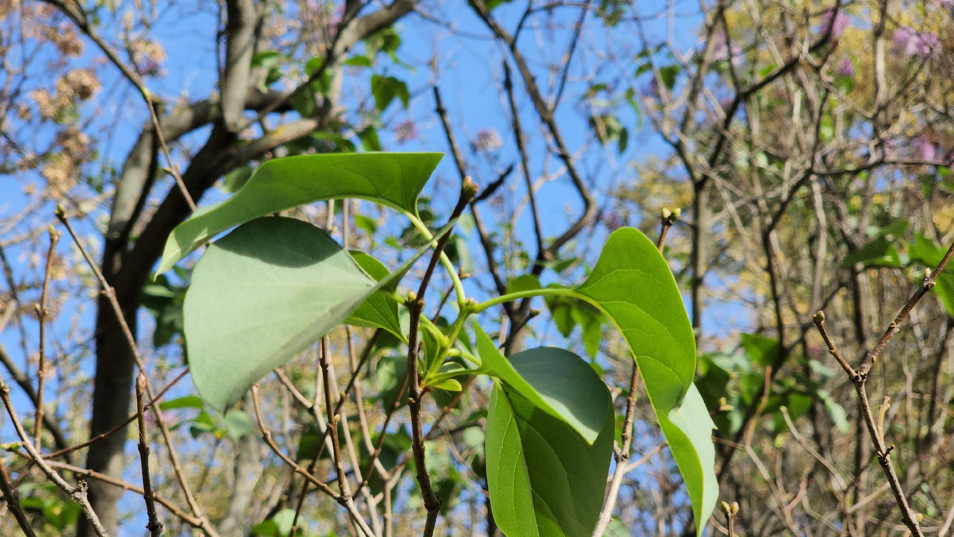аномалия, сирень зацвела,