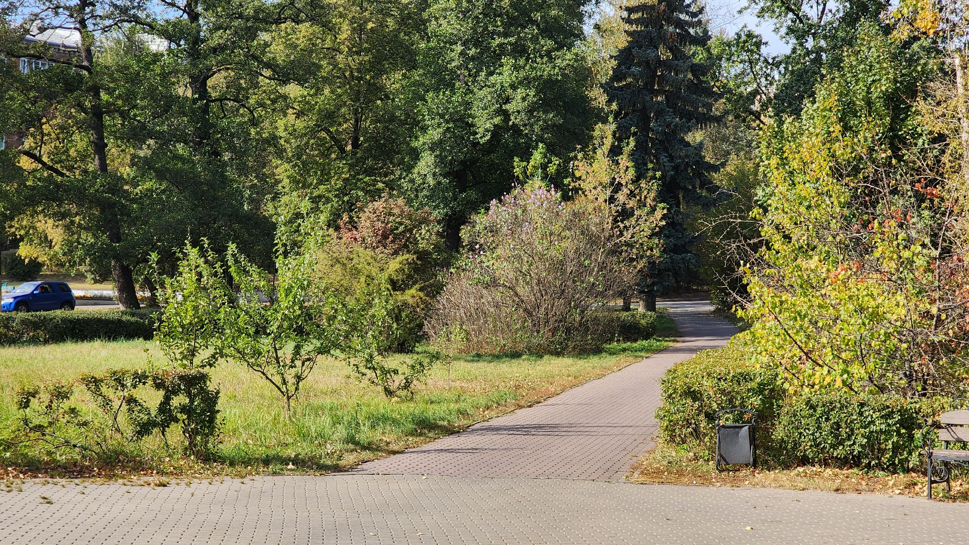 аномалия, сирень зацвела,