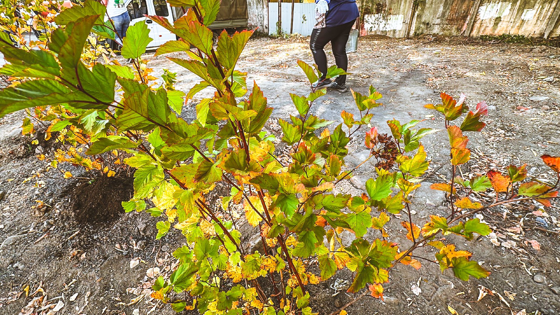 Клин, общество, благоустройство, экология,