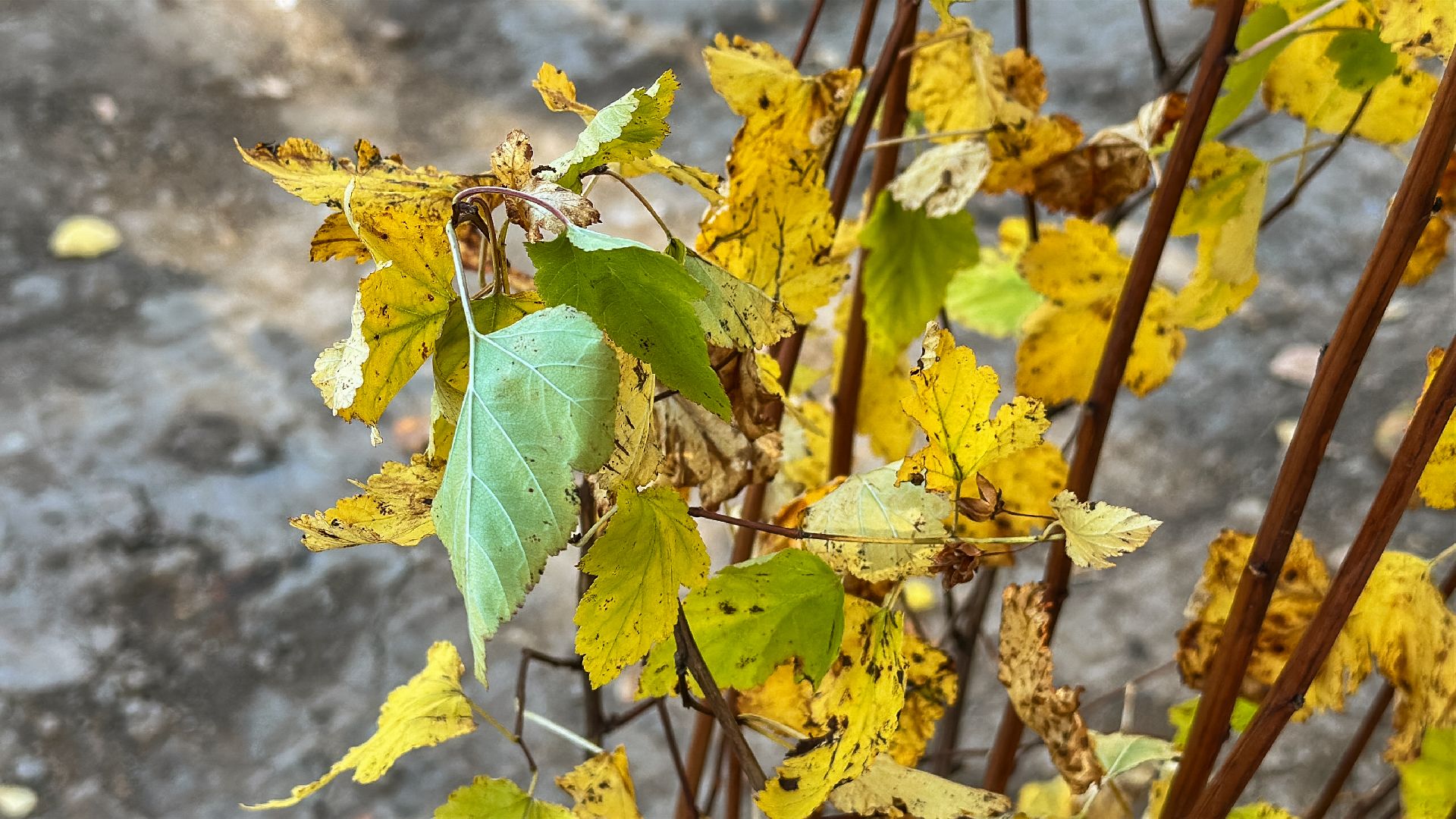 Клин, общество, благоустройство, экология,