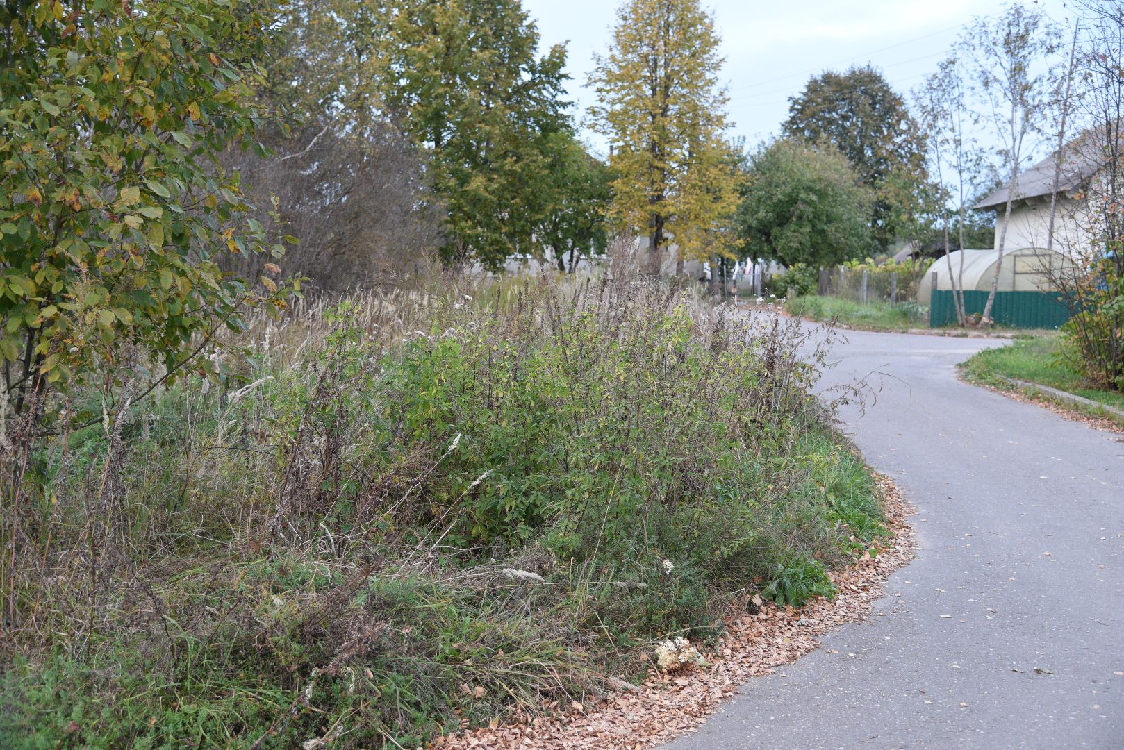 лотошино, коноплево, выездная администрация, благоустройство,