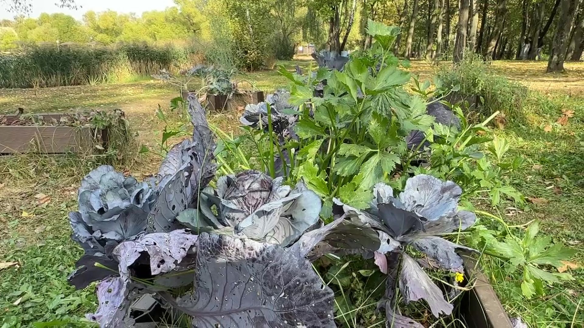 Реутов, парки, лето в Подмосковье, активности, мастер-классы, посетители,