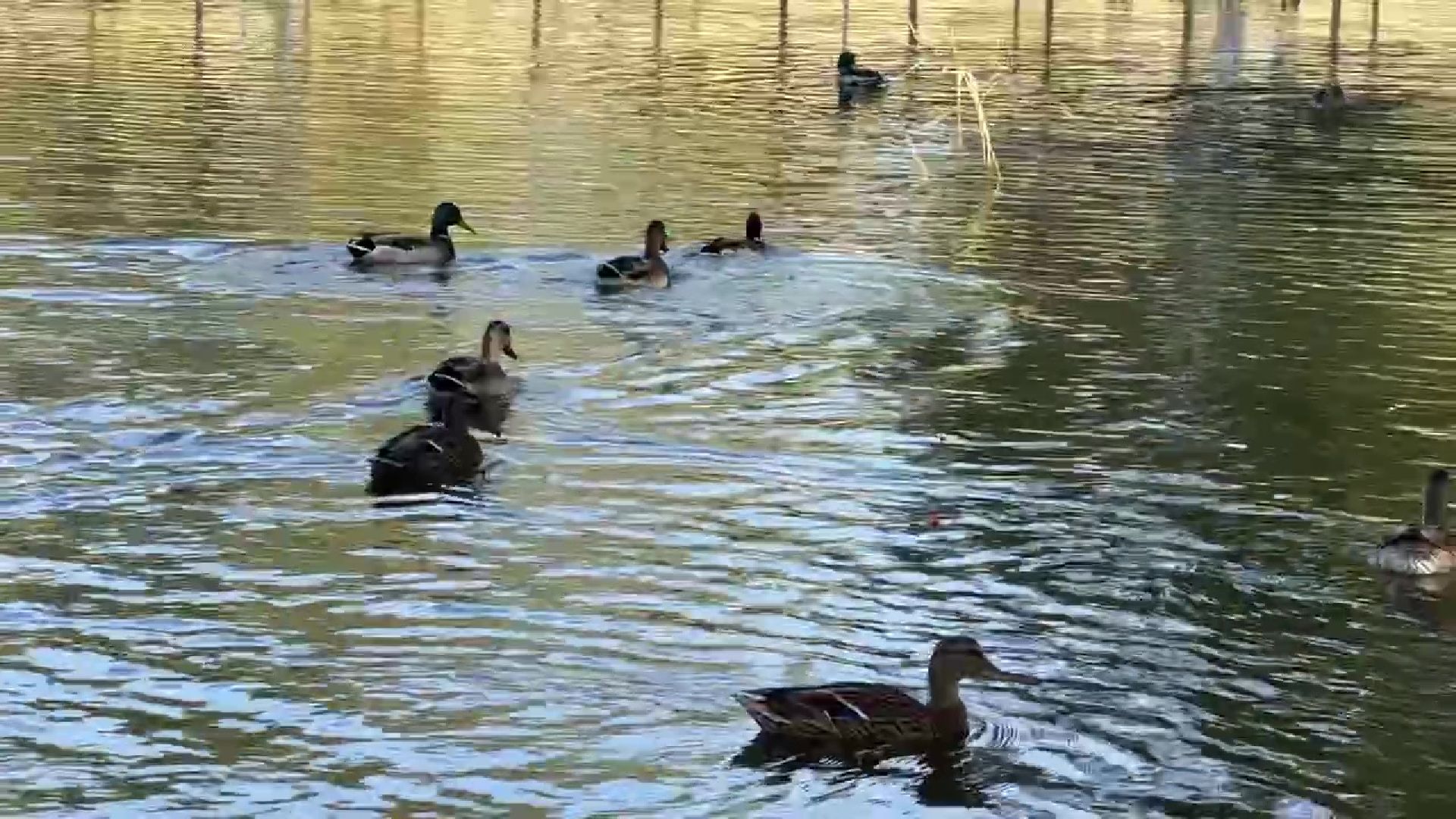 Реутов, парки, лето в Подмосковье, активности, мастер-классы, посетители,