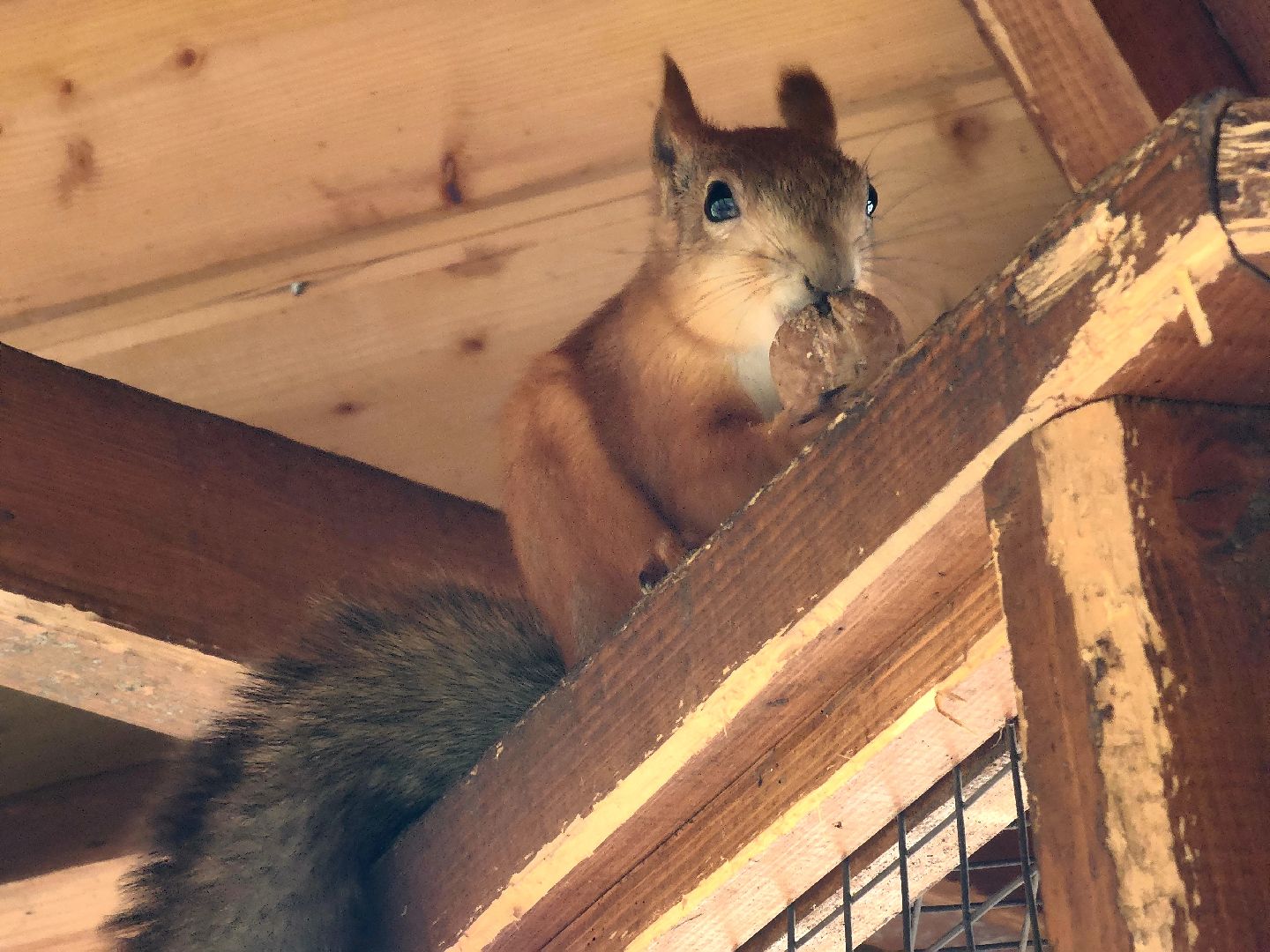 парки подмосковья, ликино-дулево, орехово-зуевский округ,