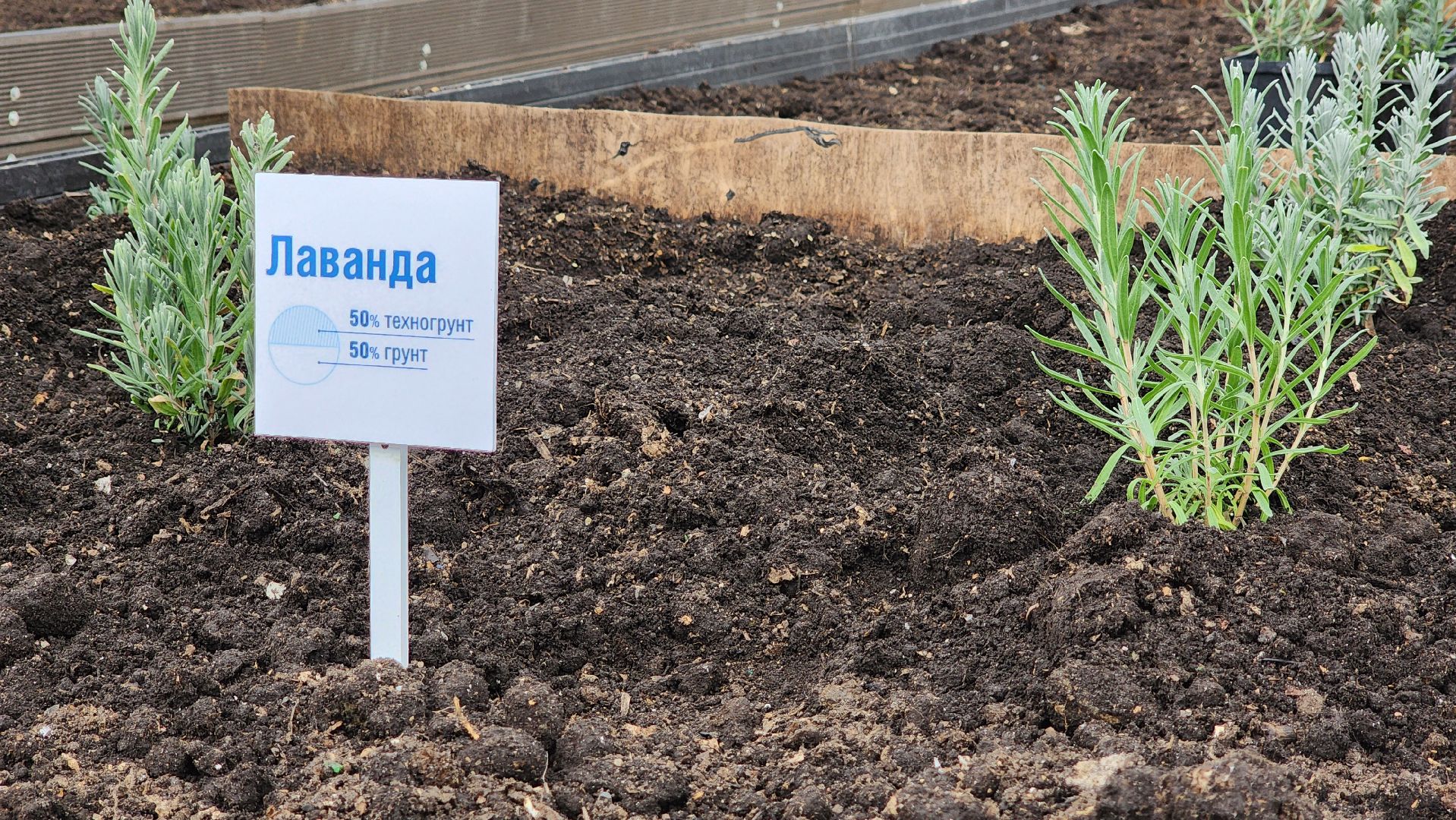 Солнечногорск, экология, КПО Нева, мусор, аграрный эксперимент,