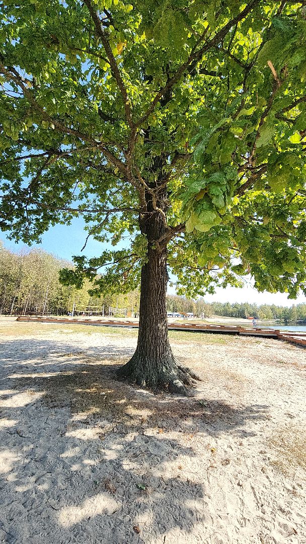парк, парк авангард, электросталь, культура, культура и туризм в подмосковье, летний сезон, осеньвпарке, благоустройство, благоустройство 2024,