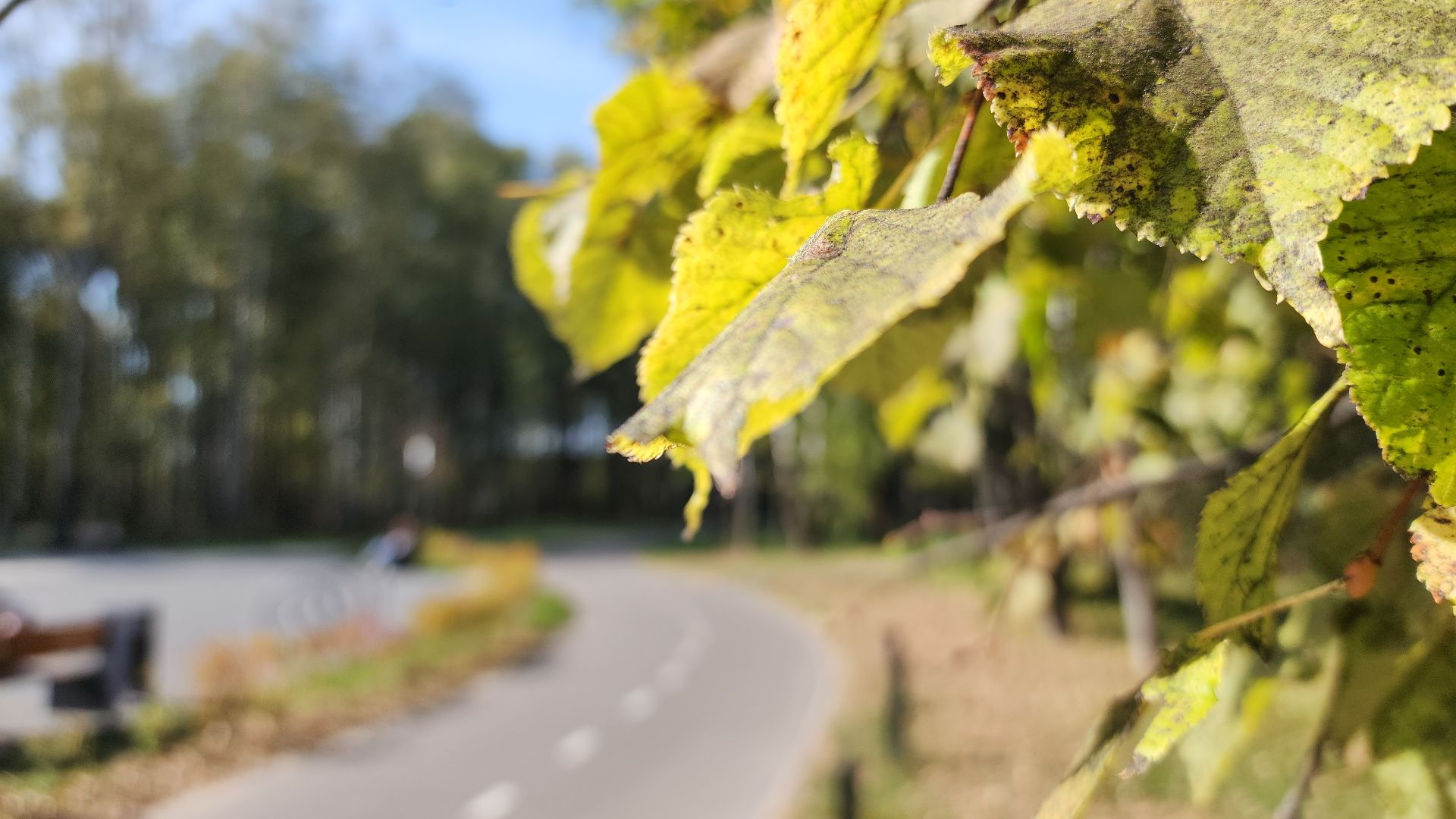 парк, парк авангард, электросталь, культура, культура и туризм в подмосковье, летний сезон, осеньвпарке, благоустройство, благоустройство 2024,