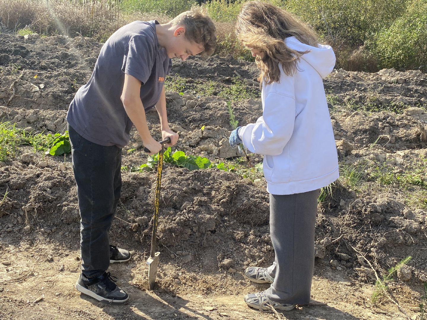 компенсационная посадка деревьев, Пионерское лесничество, Зеленое единство России, Россия - мои горизонты, высадка деревьев Власиха,