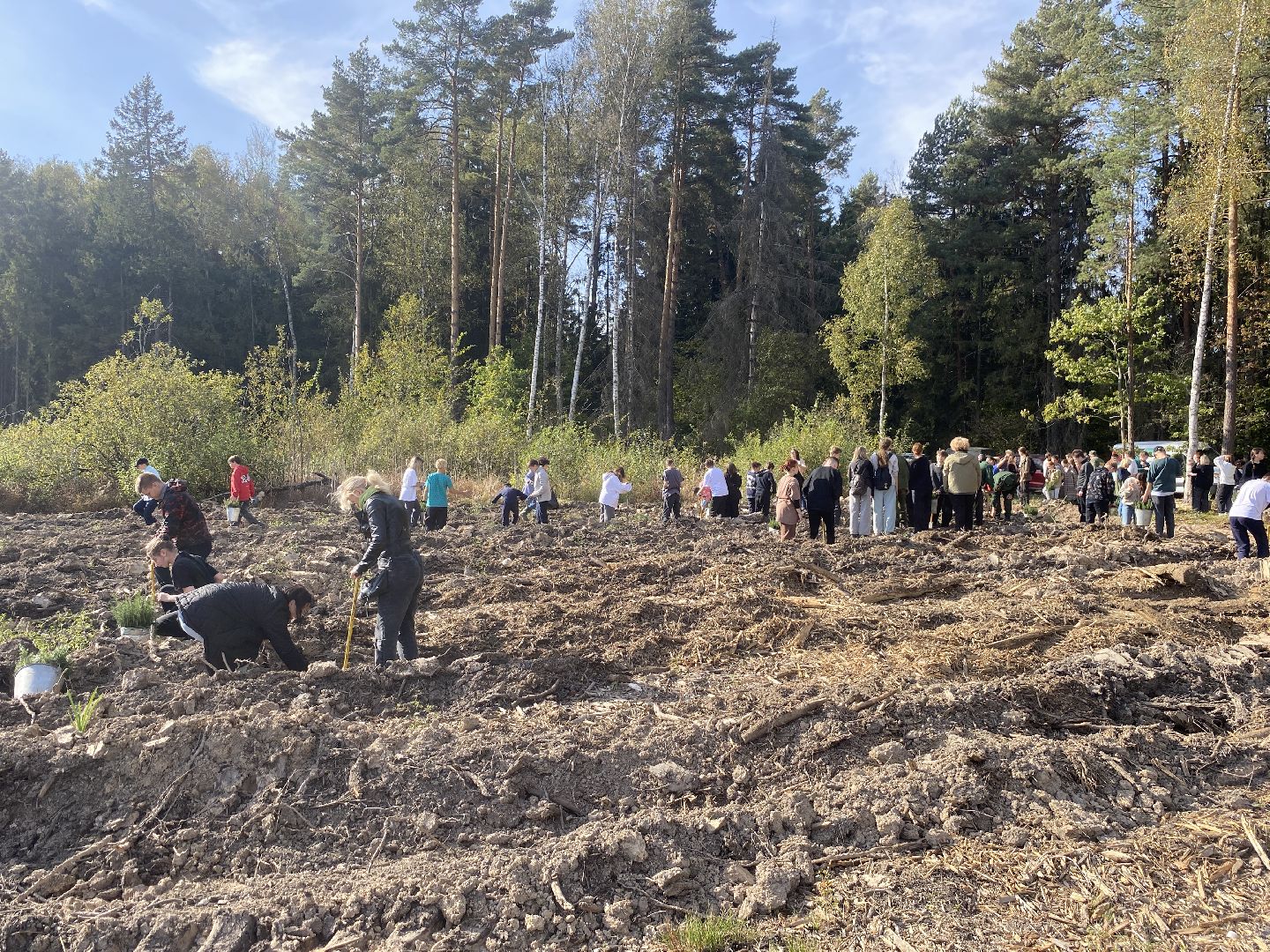 компенсационная посадка деревьев, Пионерское лесничество, Зеленое единство России, Россия - мои горизонты, высадка деревьев Власиха,