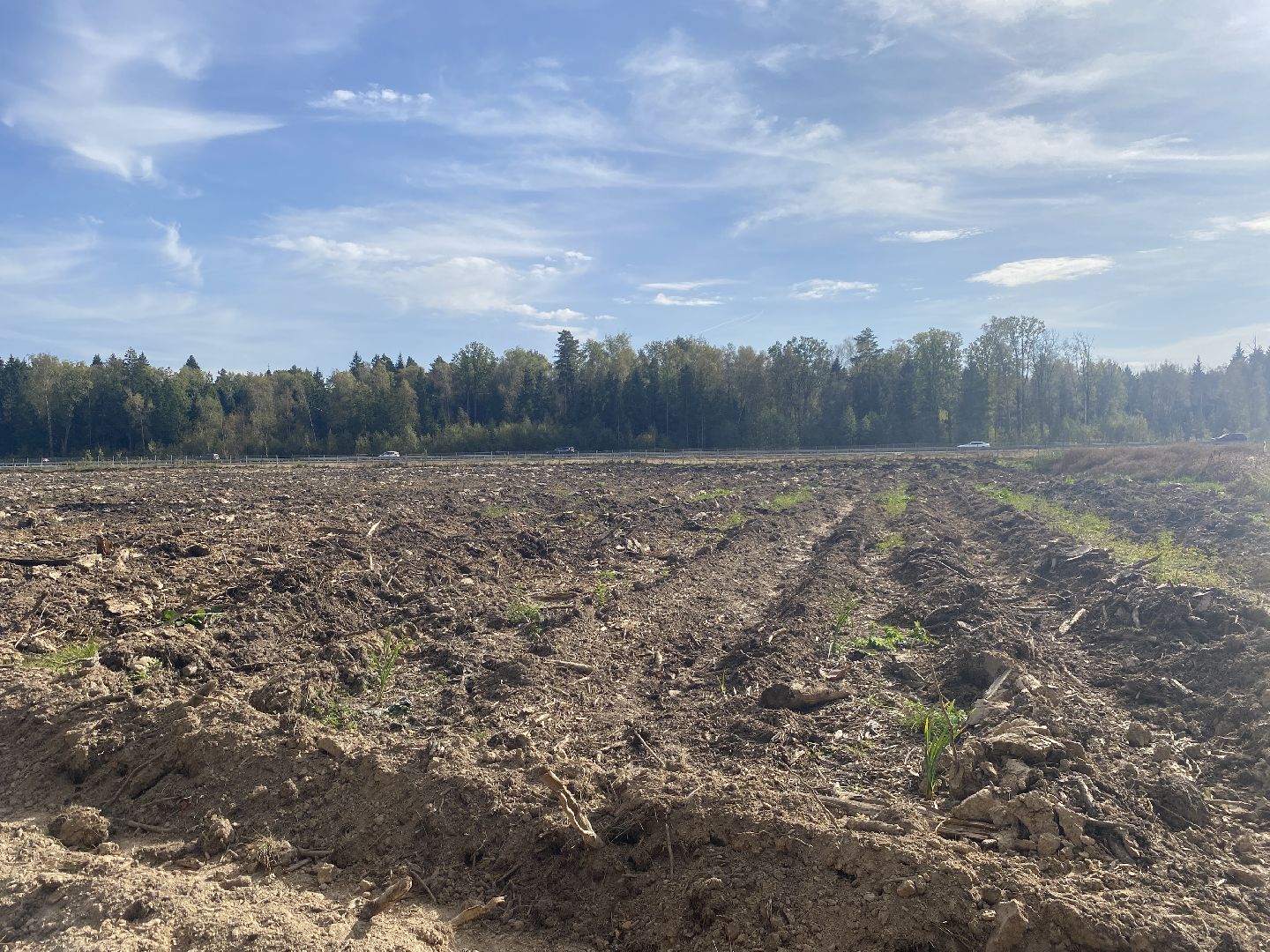 компенсационная посадка деревьев, Пионерское лесничество, Зеленое единство России, Россия - мои горизонты, высадка деревьев Власиха,