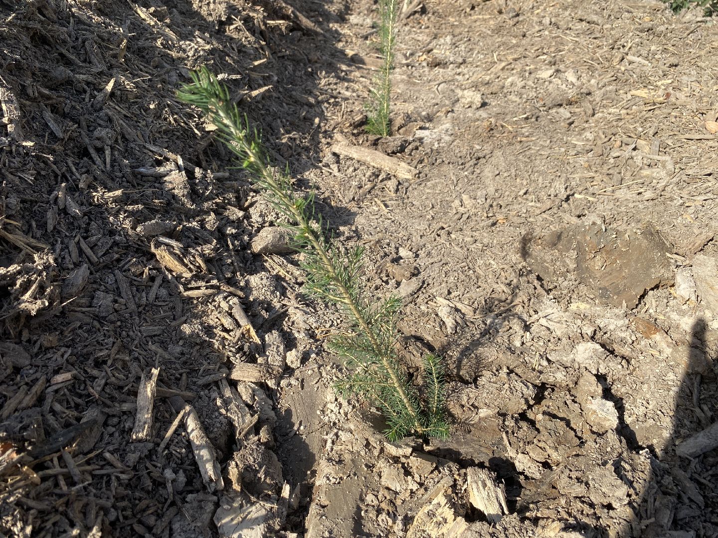 компенсационная посадка деревьев, Пионерское лесничество, Зеленое единство России, Россия - мои горизонты, высадка деревьев Власиха,
