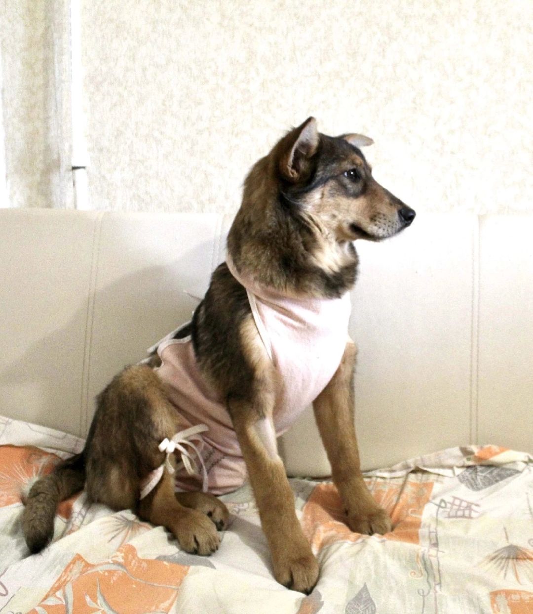 Кашира, общество