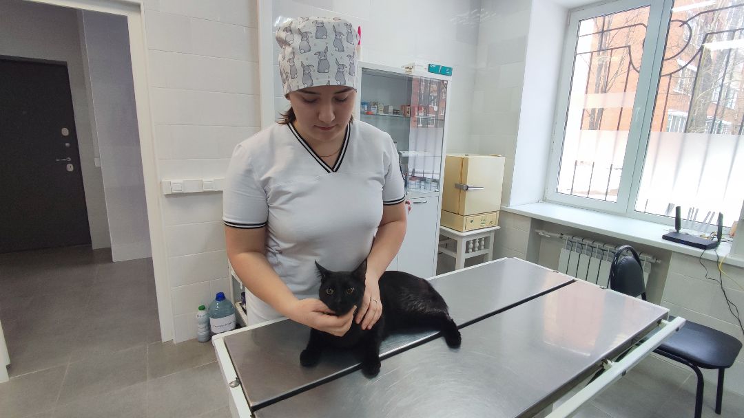 Кашира, общество