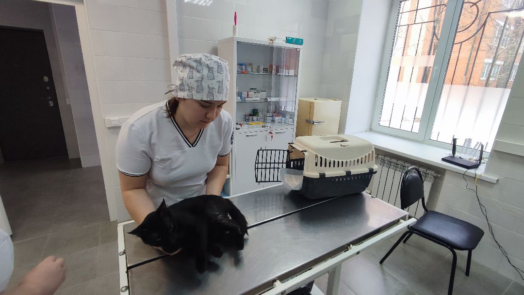 Кашира, общество