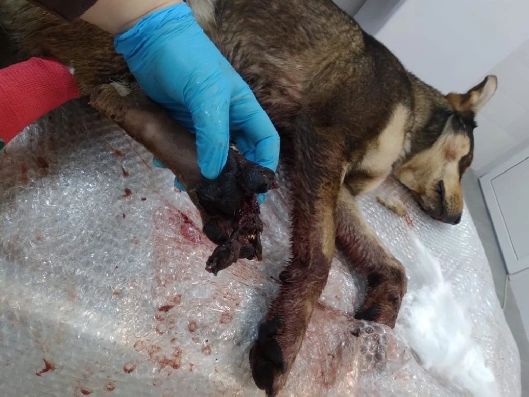 Кашира, общество