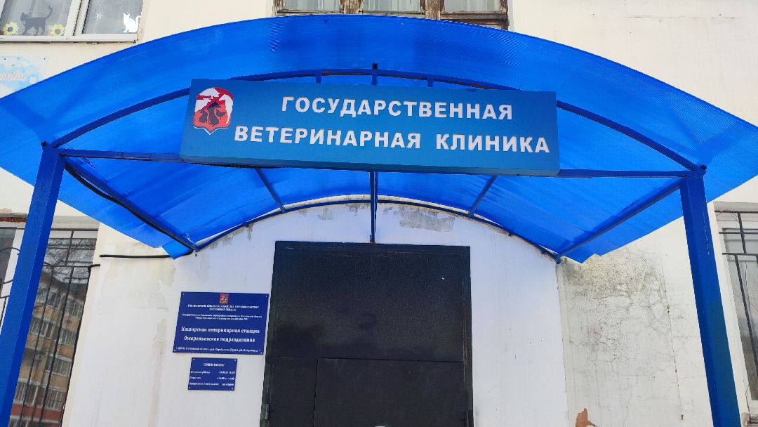 Кашира, общество