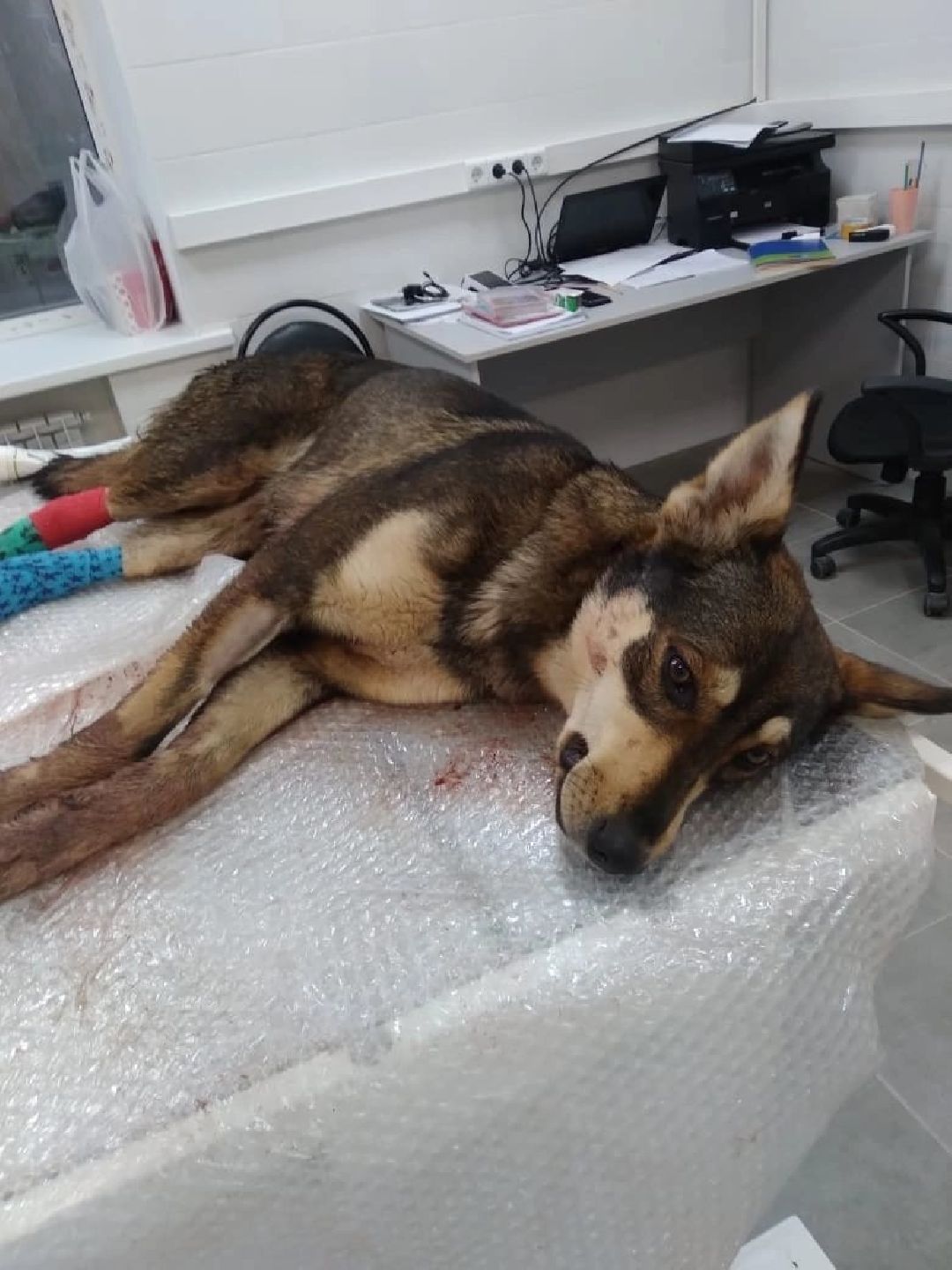 Кашира, общество