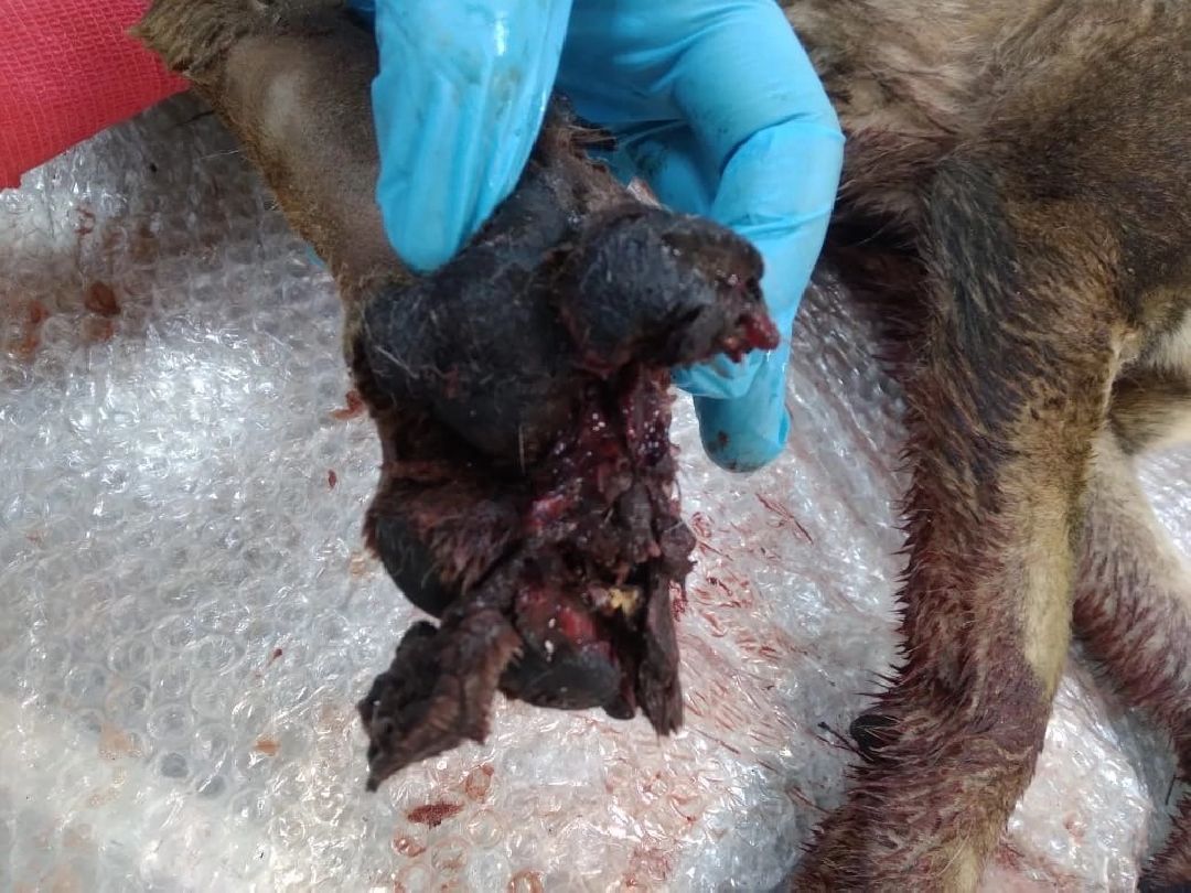 Кашира, общество