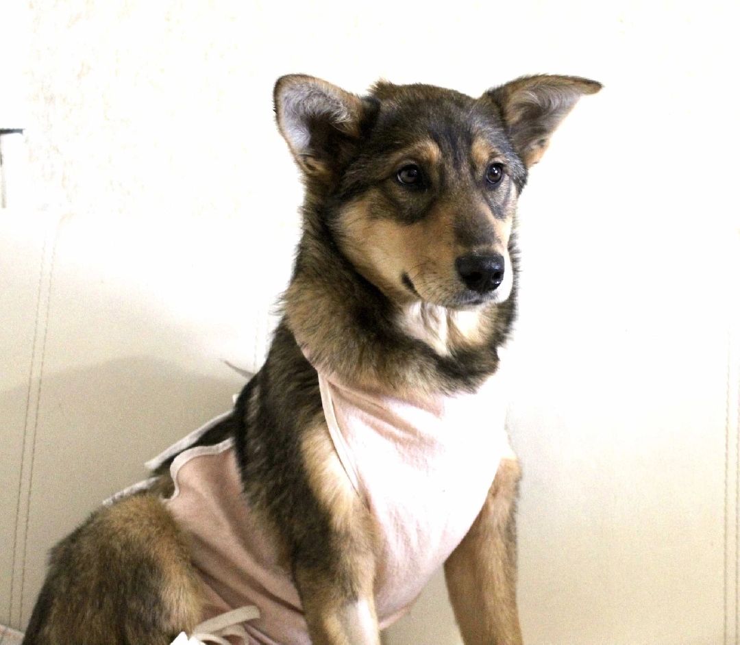 Кашира, общество