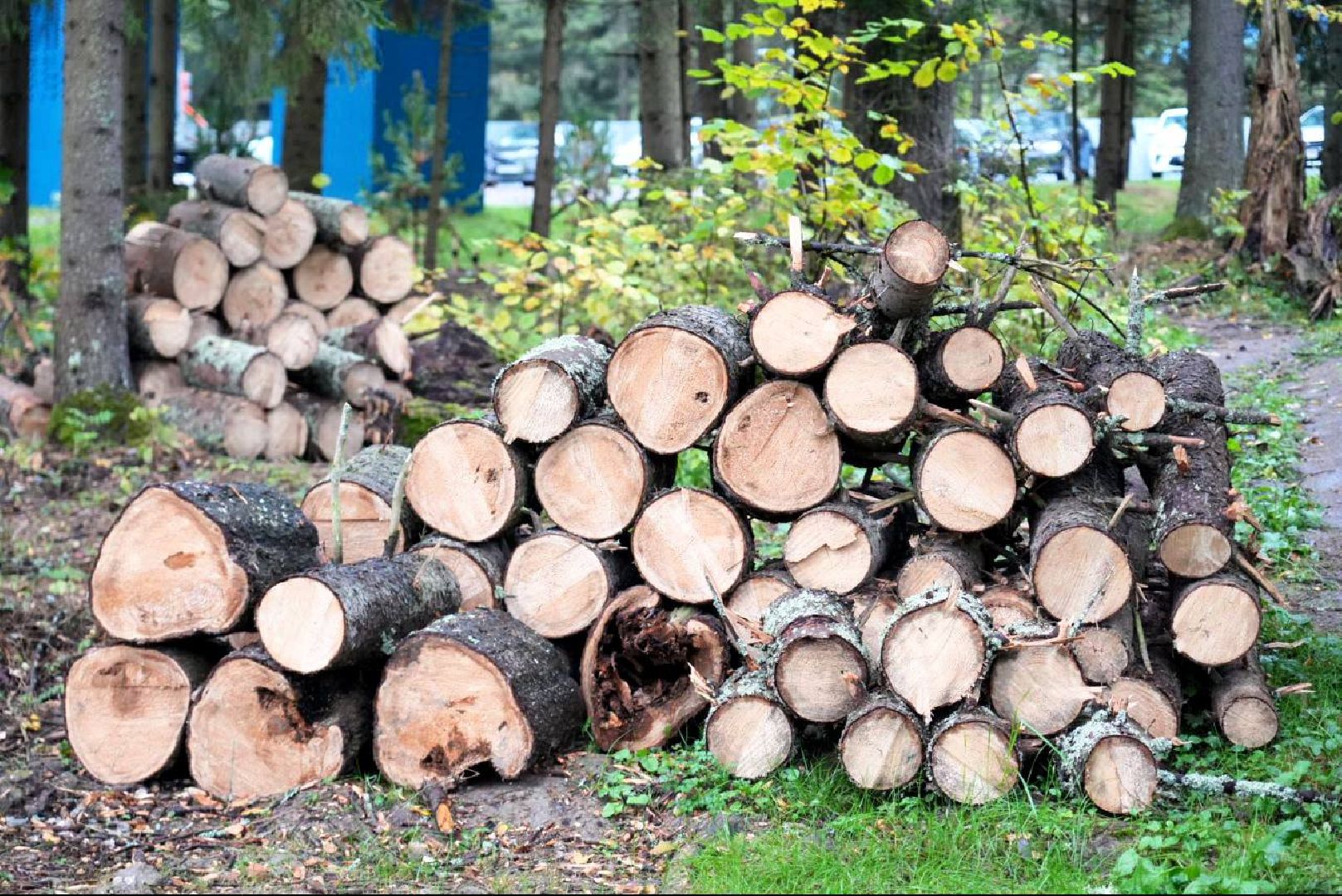 Парки МО, Парки Подмосковья, Лесопарк, Загорское море, Сергиев Посад, Экология, Очистка прудов и озер,