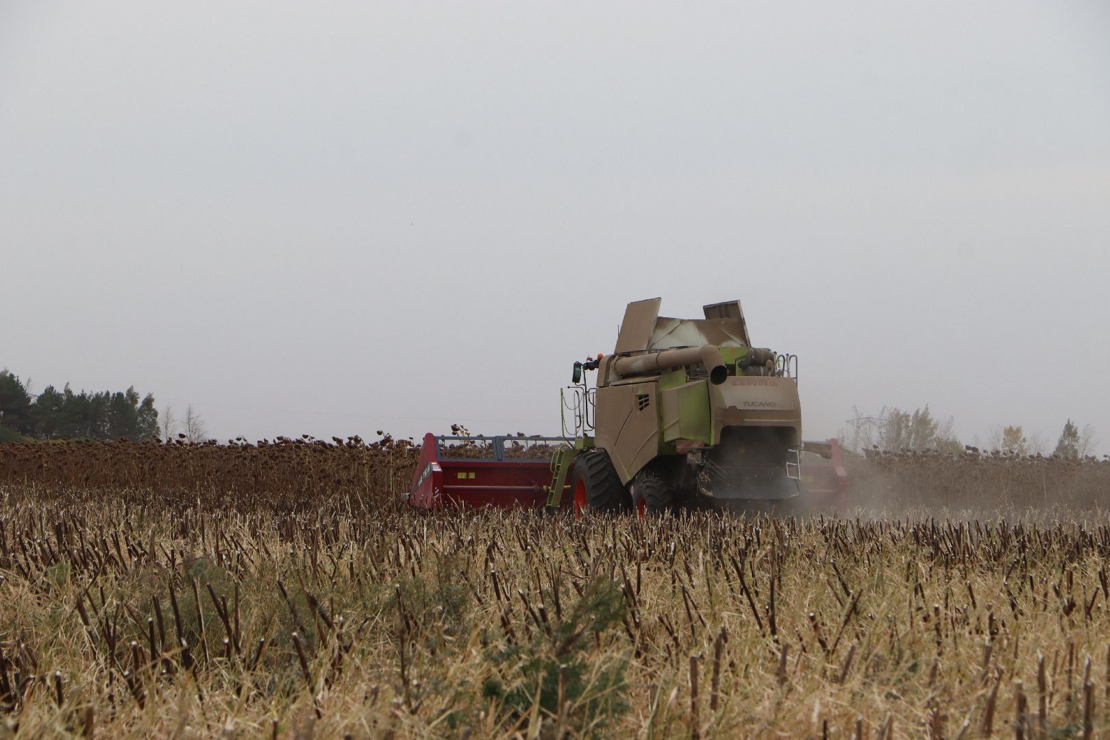 Серебряные Пруды, Юг Подмосковья, урожай 2024, подсолнечник,