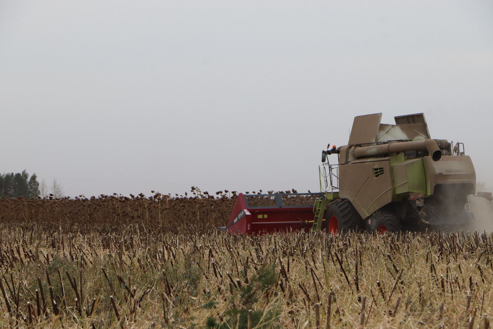 Серебряные Пруды, Юг Подмосковья, урожай 2024, подсолнечник,