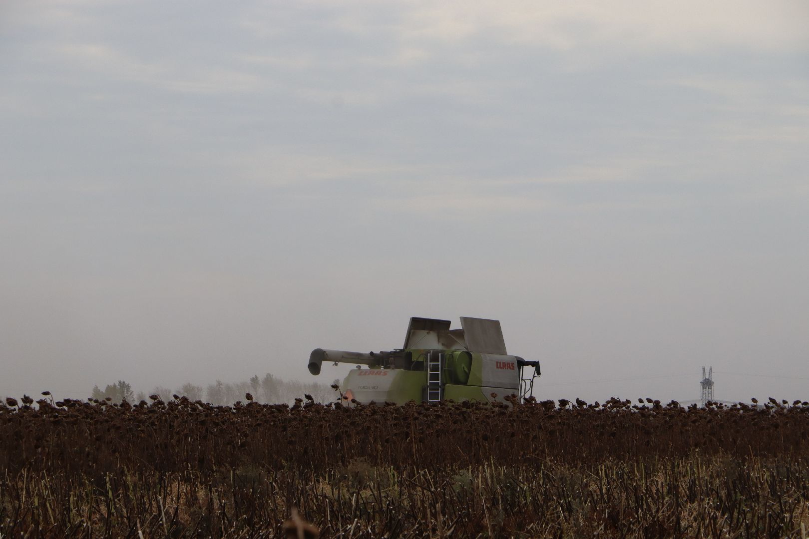 Серебряные Пруды, Юг Подмосковья, урожай 2024, подсолнечник,