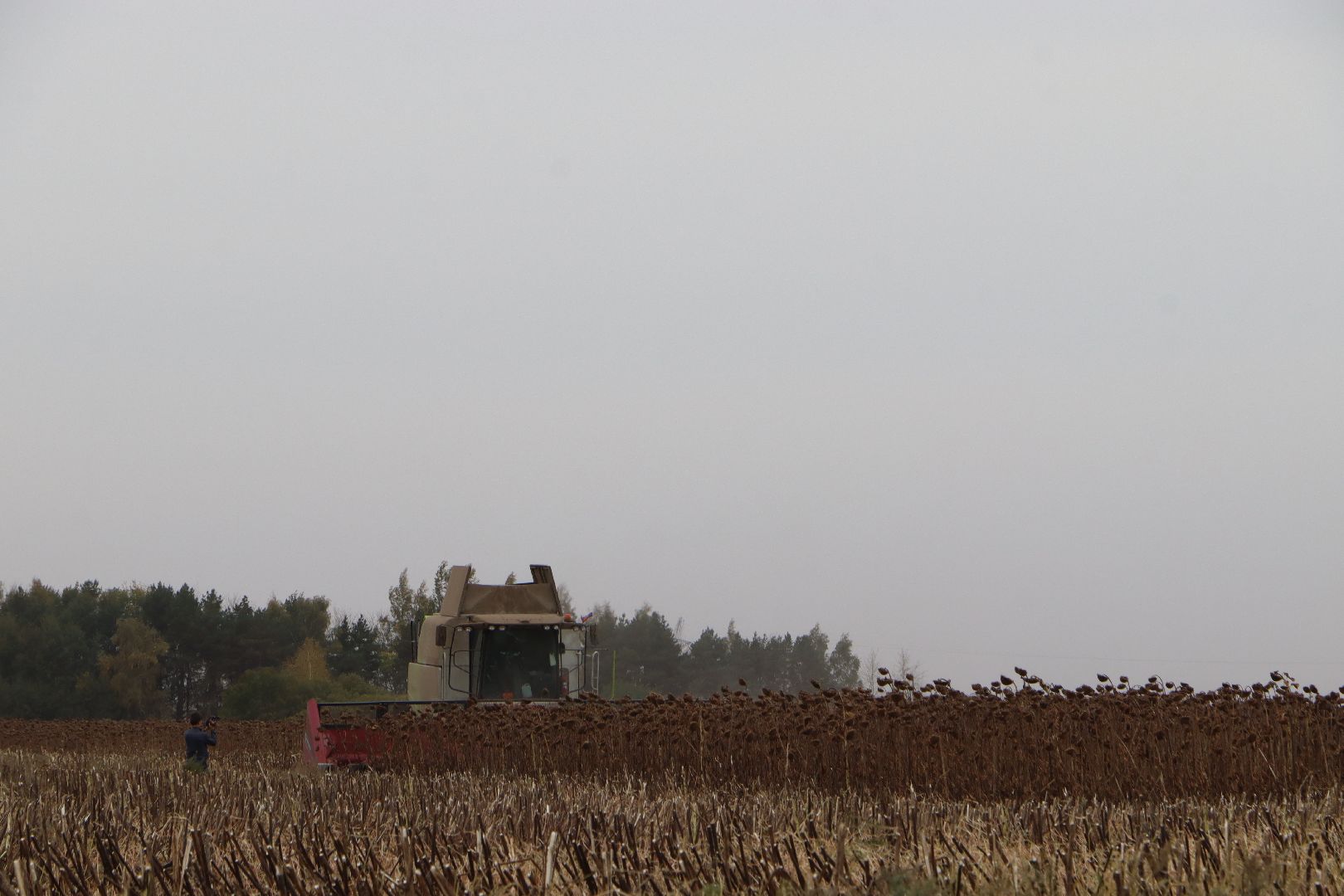 Серебряные Пруды, Юг Подмосковья, урожай 2024, подсолнечник,