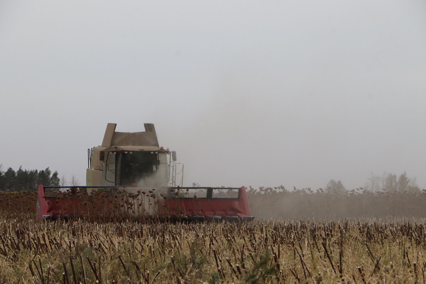 Серебряные Пруды, Юг Подмосковья, урожай 2024, подсолнечник,