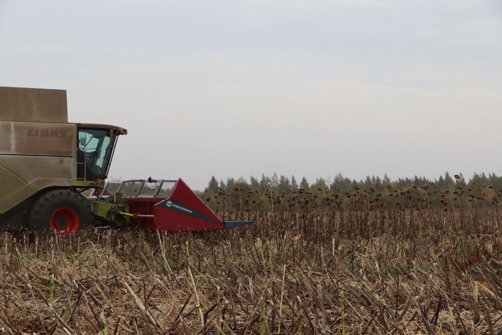 Серебряные Пруды, Юг Подмосковья, урожай 2024, подсолнечник,